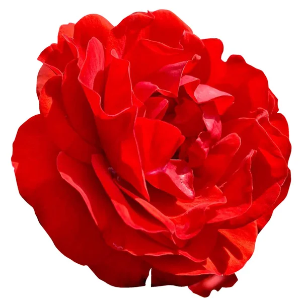 红玫瑰花白色背景 — 图库照片