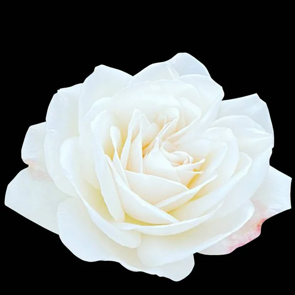 White Cloud Rose Zwarte Achtergrond — Stockfoto