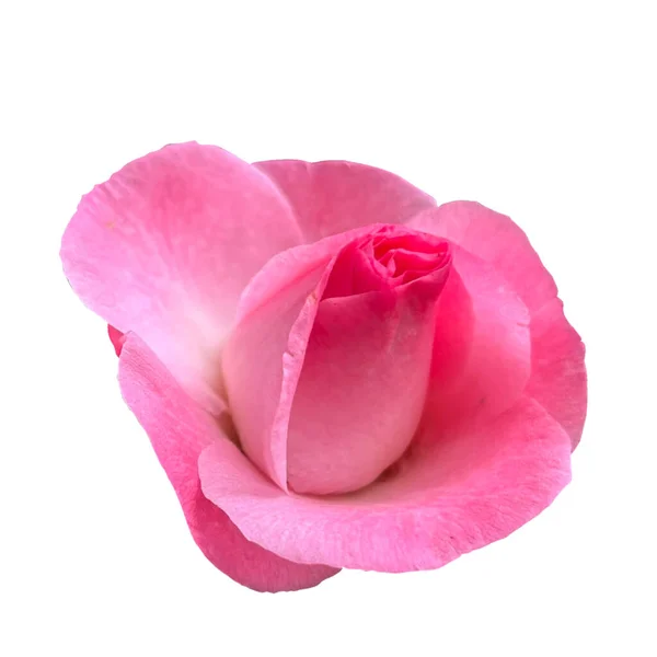 Kamélie Květiny Růžové Bílé Pozadí — Stock fotografie