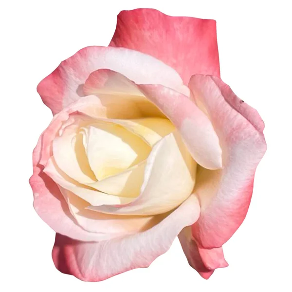 Rosa Mír Květiny Bílé Pozadí — Stock fotografie