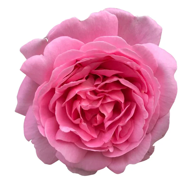 Rosa Mary Rose White Background — Stock Photo, Image