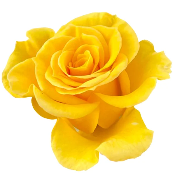Žlutá Růže Květiny Bílé Pozadí — Stock fotografie