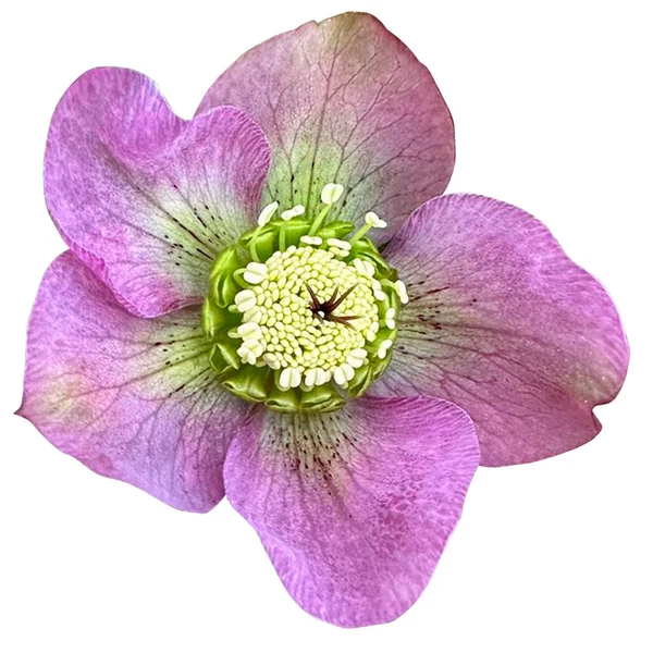 Helleborus Orientalis Λουλούδι Λευκό Φόντο — Φωτογραφία Αρχείου