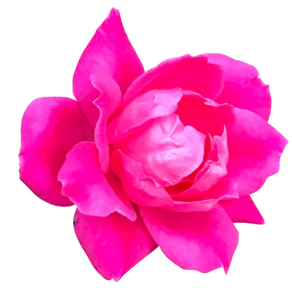 Růžová Růže Květiny Bílé Pozadí — Stock fotografie