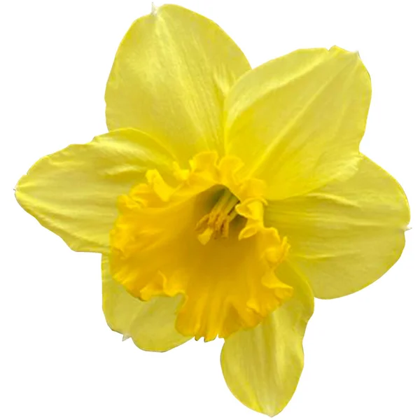 Krásné Narcisy Květiny Bílé Pozadí — Stock fotografie