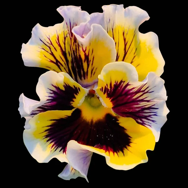 Canary Yellow Pansies flower black background