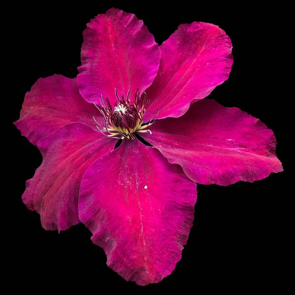 Clematis Viticella Λουλούδι Μαύρο Φόντο — Φωτογραφία Αρχείου