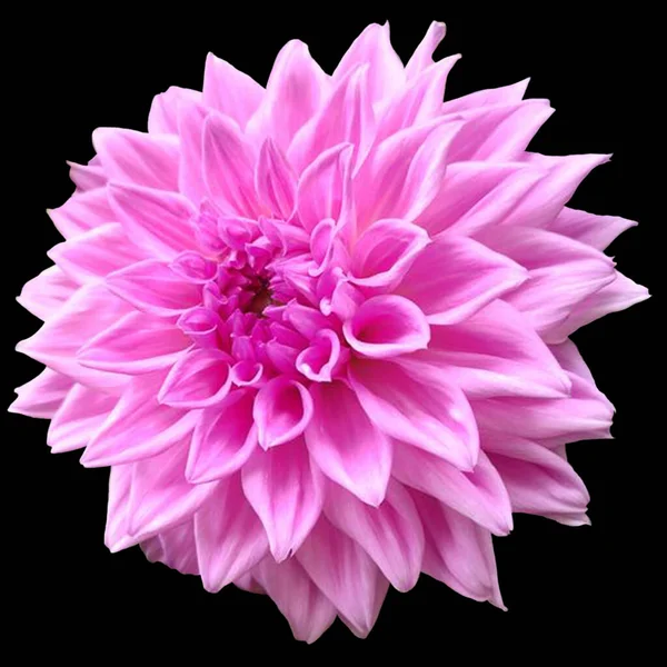 Dahlia Pinnata Цветок Черный Фон — стоковое фото