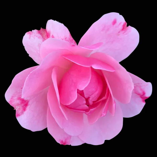 Růžová Růže Květiny Černé Pozadí — Stock fotografie