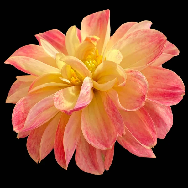Dahlia Pinnata Kwiat Czarny Tło — Zdjęcie stockowe