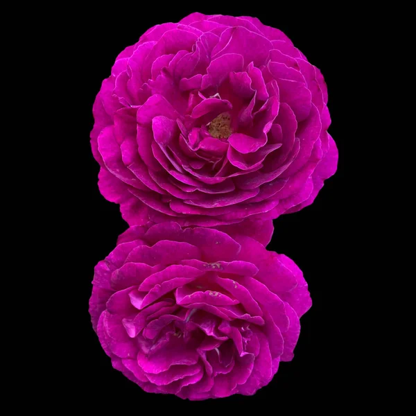 Deep Purple Rose Schwarz Hintergrund — Stockfoto