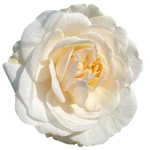 Bílá Růže Květiny Bílé Pozadí — Stock fotografie