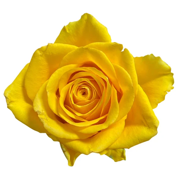 Žluté Růže Přírodním Bílém Pozadí — Stock fotografie
