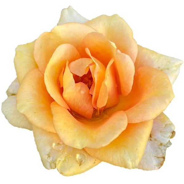 Floraison Orange Rose Plante Fond Blanc — Photo