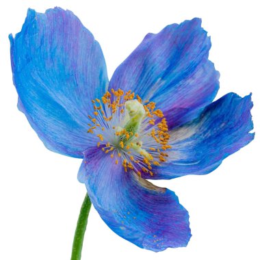 Himalayan blue poppy flowers clipart