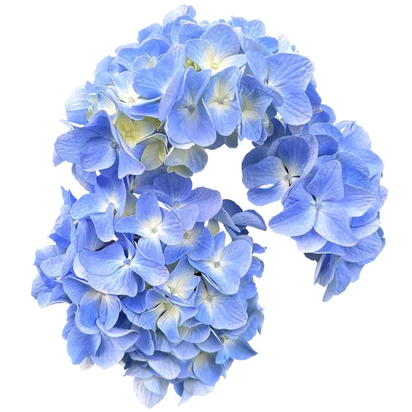 Cool Blue Hydrangeas flowers