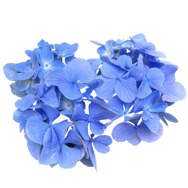 Flores Hortensias Azules Frescas —  Fotos de Stock