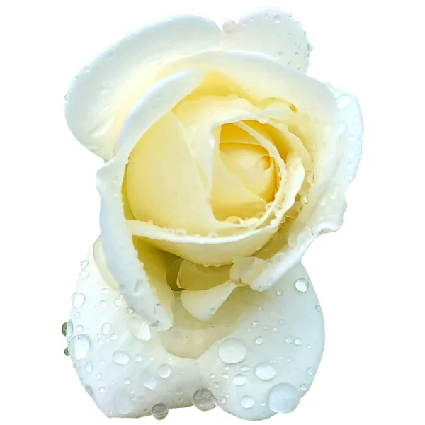 Bílá Růže Kapkami Vody — Stock fotografie