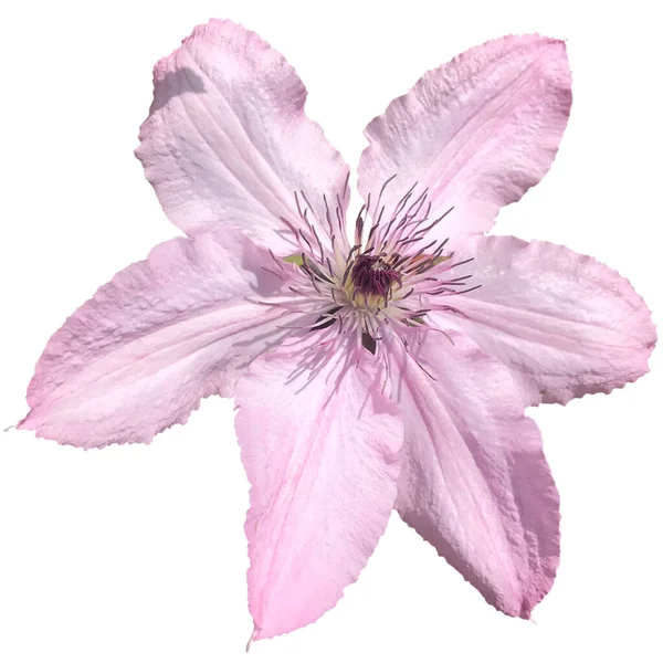 Duży Kwiat Clematis Zielonymi Liśćmi — Zdjęcie stockowe