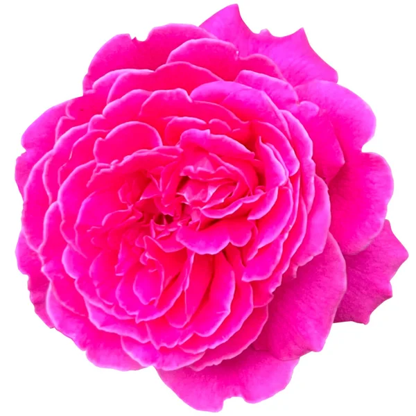 Розы Разновидность Хруба — стоковое фото