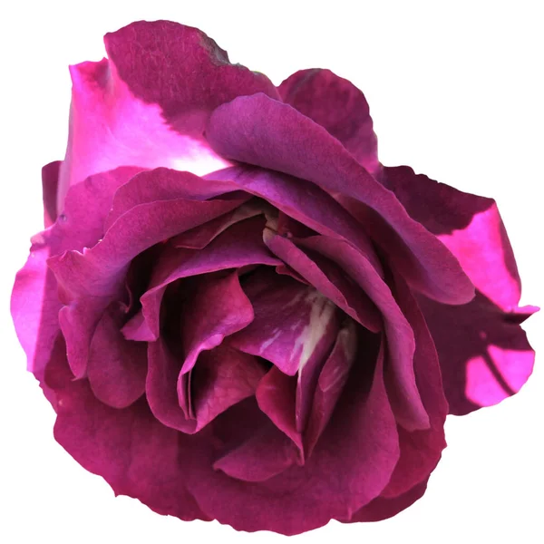 Burgundská Ledová Růže Floribunda — Stock fotografie