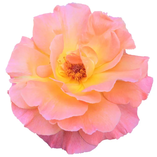 Мягкая Персиковая Роза — стоковое фото
