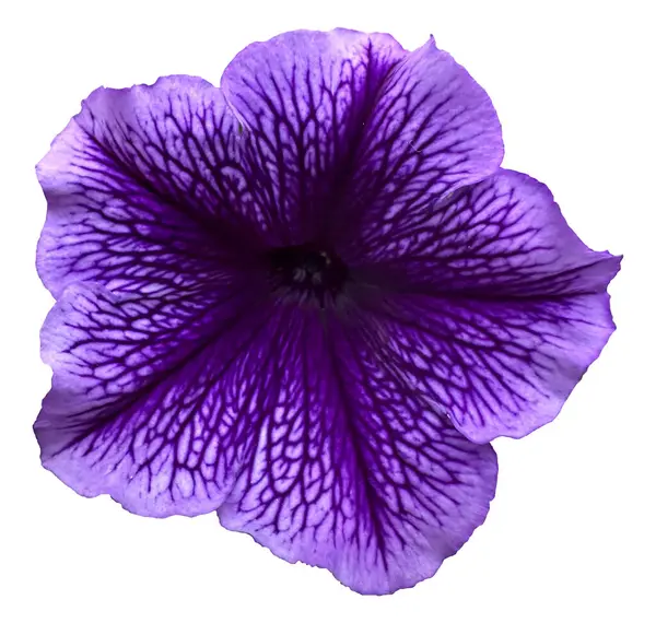 stock image Beautiful Petunia Flower in white background