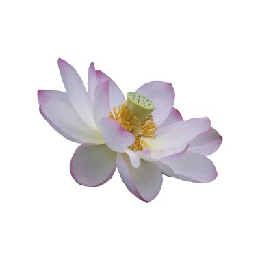 Serene Lotus Çiçek açan Beyaz Arkaplan