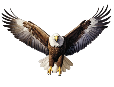 Kartal beyazda izole