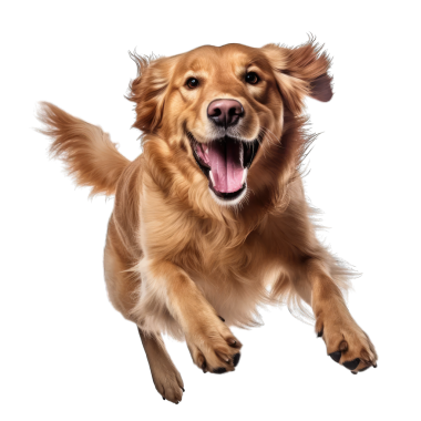 Labrador Retriever beyaz bir arkaplanda hareket halinde