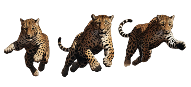 Cheetah siyah arka plan üzerine