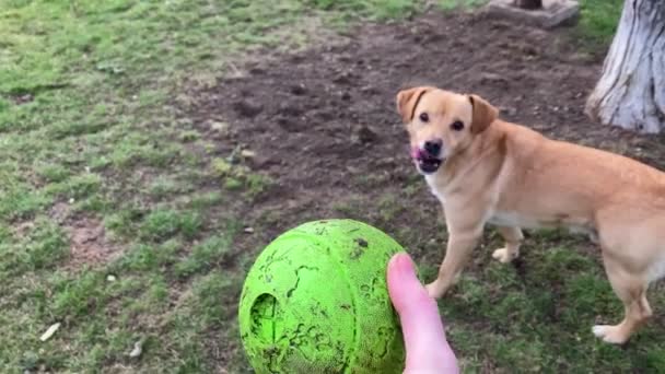 Adorable Labrador Raza Mixta Dorada Jugando Buscar Con Dueño Jardín — Vídeo de stock