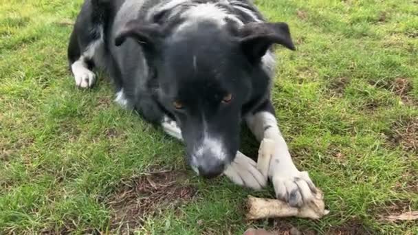 Mischlingshund Legt Sich Auf Gras Und Kaut Einen Snack Hohe — Stockvideo
