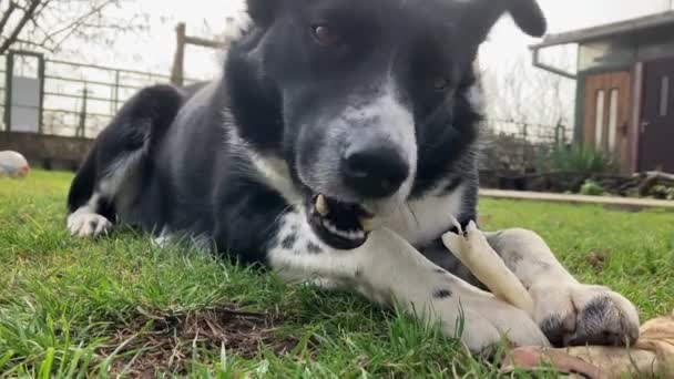 混合犬ぞり草の上に横たわると軽食を噛む 低角度4Kの解像度 犬の顔の詳細 — ストック動画