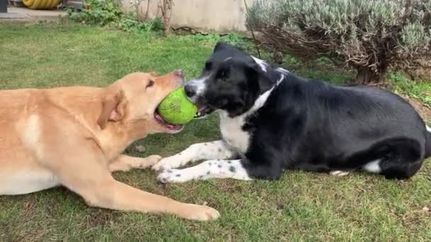 Mischling Golden Labrador Und Border Collie Spielen Tauziehen Garten Auflösung — Stockvideo