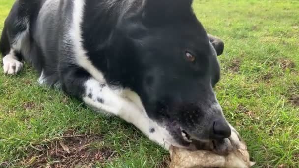 混合犬種犬は草の上に横になり 軽食を噛む 犬の顔に4Kの詳細 — ストック動画