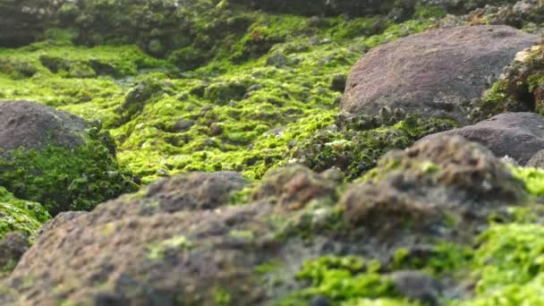 Neufokussierung Auf Frontfelsen Die Von Schönen Grünen Algen Bedeckt Sind — Stockvideo