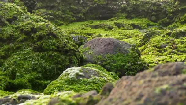 Detalle Impresionantes Rocas Cubiertas Por Algas Verdes Parece Mundo Miniatura — Vídeos de Stock