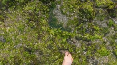 Güzel yeşil yosunlarla kaplı kayaların arasında yürümek, pov 4k görüntü.