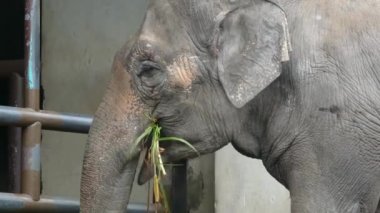 Esaret altında ot yiyen fil, kameraya bakıyor, 4K yüz detayı.