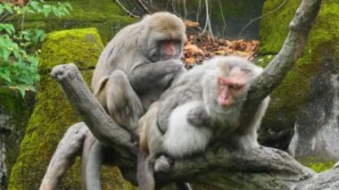 Rhesus makağı, Macaca mulatta maymunları böcek arayan ve birbirlerini temizleyen 4k çözünürlüklü orman görüntüleri.