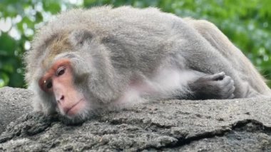 Tembel Rhesus macaque, Macaca mulatta bir kayanın üzerinde yatıyor ve dinleniyor, 4K orman görüntüsü, alçak açı.