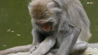 Rhesus makağı, Macaca mulatta maymunu kürkünü arıyor ve temizliyor, otururken böcek yiyor. 4K görüntü