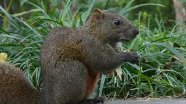 Tapılası kahverengi sincap badem tutuyor ve yakın planda yiyor, 4K orman görüntüleri.