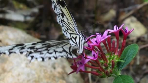 Prachtige Paper Kite Vlinder Zwart Witgrote Boom Nimf Zittend Paarse — Stockvideo