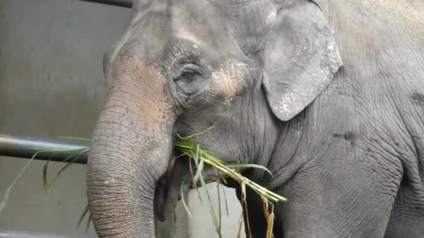 Éléphant Mangeant Lentement Herbe Captivité Debout Côté Clôture Regardant Dans — Video