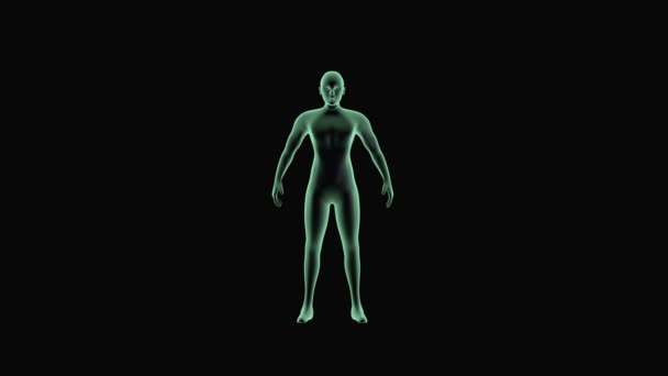 Menselijk Lichaam Gloeiende Animatie Absorberen Van Energie Naadloze Lus Blauw — Stockvideo