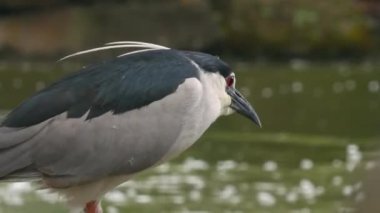 Doğu Asya 'daki sevimli Kara Taç Giyen Gece Balıkçısının (Nycticorax nycticorax) yakın çekimi.