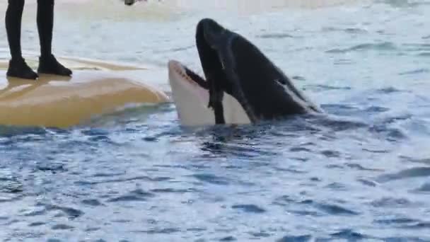被圈养的巨大的虎鲸正等着它的训练者喂它吃东西 它们都表现出相互尊重的样子 有4K的分辨率 — 图库视频影像