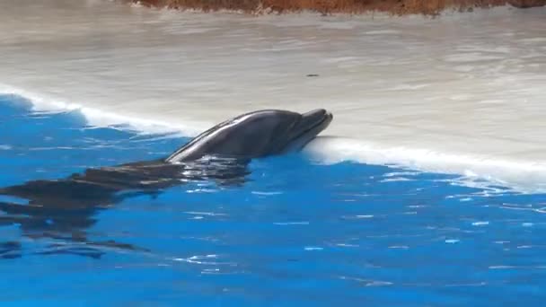 被圈养的可敬的海豚等待他的训练者和翻滚 4K分辨率喂养和爱抚细节 — 图库视频影像